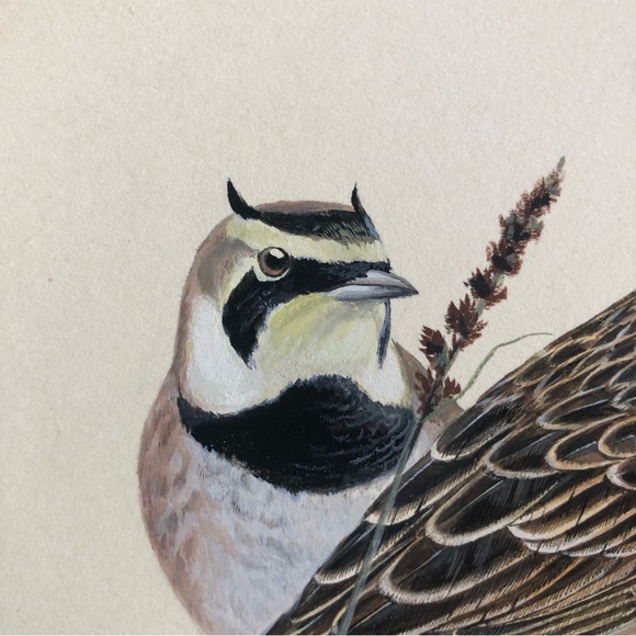 Original Arthur B. Singer (1917-1990) Horned Lark and Skylark - Picture 5 of 8